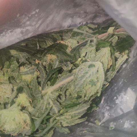 Unknown strain growlog photo: Half up drying half in freezer for bubble hash 😁