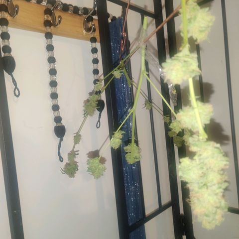Unknown strain growlog photo: Half up drying half in freezer for bubble hash 😁