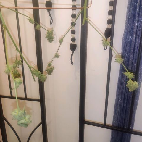 Unknown strain growlog photo: Half up drying half in freezer for bubble hash 😁