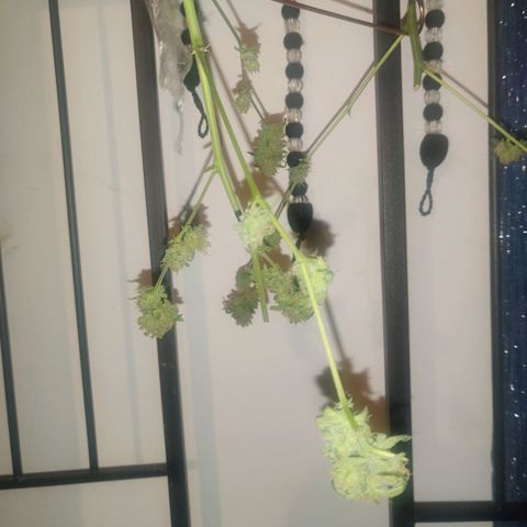 Unknown strain growlog photo: Half up drying half in freezer for bubble hash 😁
