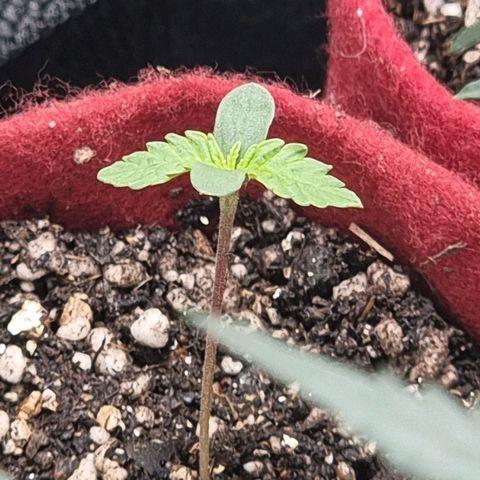 Zombie Brain growlog timeline photo
