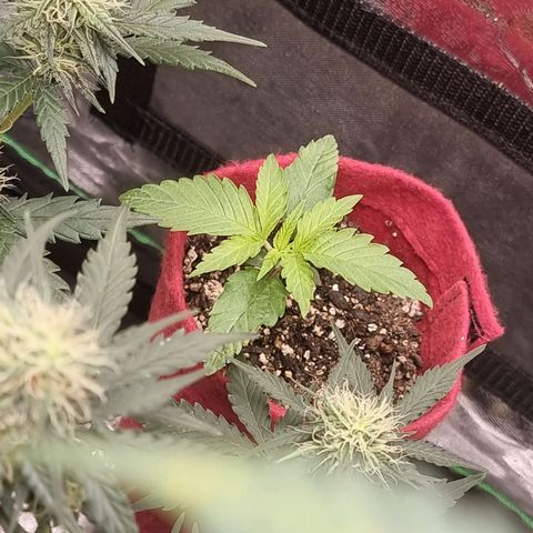 Zombie Brain growlog timeline photo