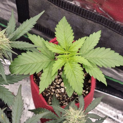 Zombie Brain growlog timeline photo