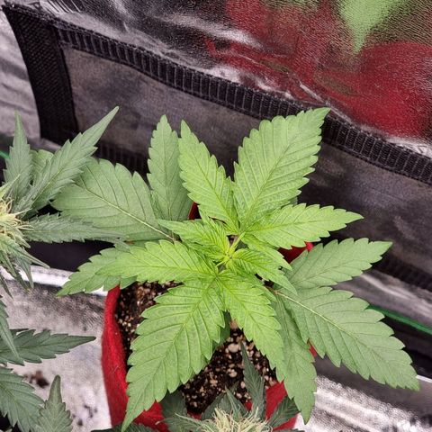 Zombie Brain growlog timeline photo