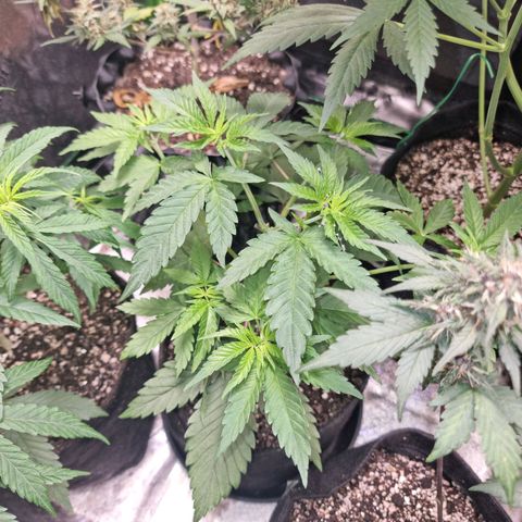Zombie Brain growlog timeline photo