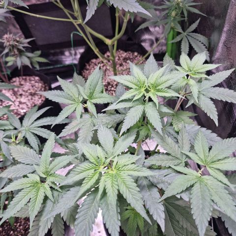Zombie Brain growlog timeline photo