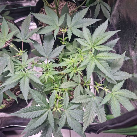 Zombie Brain growlog timeline photo