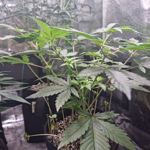 Zombie Brain growlog timeline photo