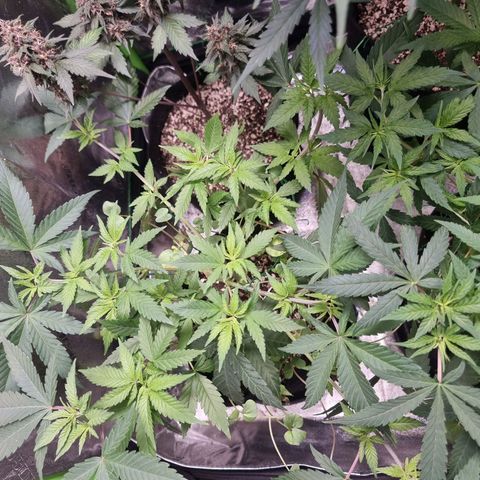 Zombie Brain growlog timeline photo