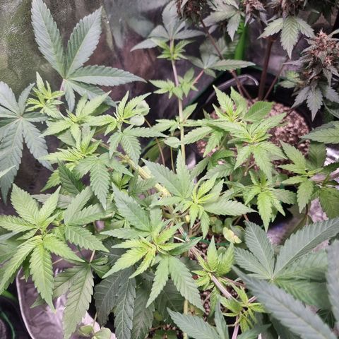 Zombie Brain growlog timeline photo