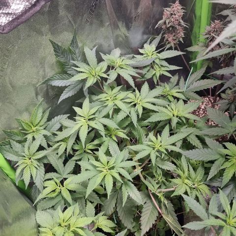 Zombie Brain growlog timeline photo