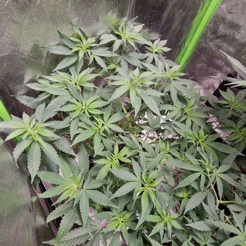 Zombie Brain growlog timeline photo