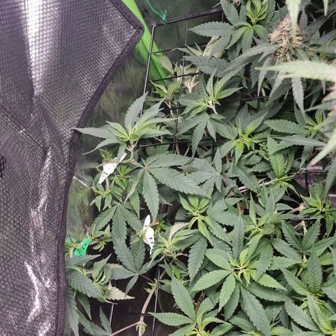 Zombie Brain growlog timeline photo