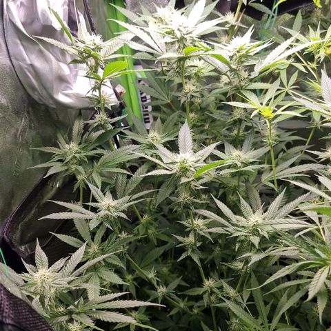 Zombie Brain growlog timeline photo