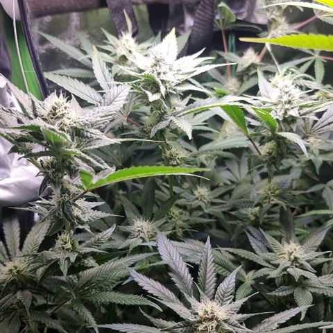 Zombie Brain growlog timeline photo