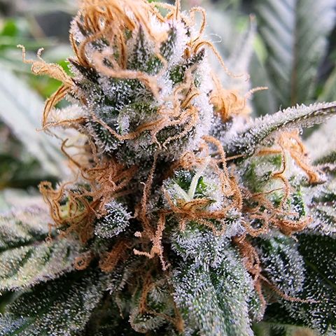 Zombie Brain growlog timeline photo