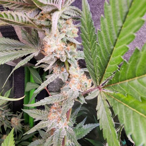 Zombie Brain growlog timeline photo