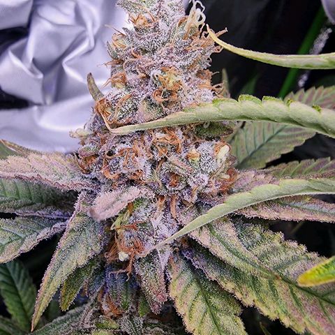 Zombie Brain growlog timeline photo