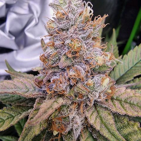 Zombie Brain growlog timeline photo