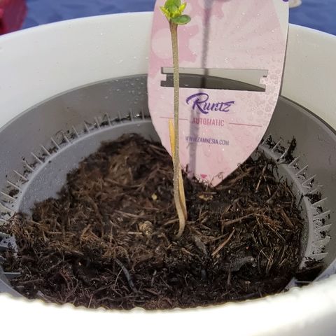 Runtz ♡ growlog photo: Morgens aufgenommen 