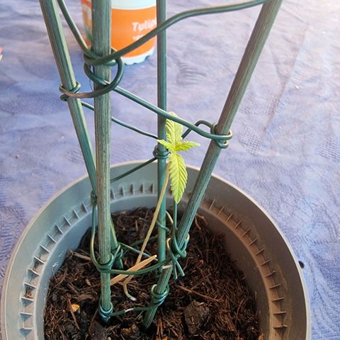 Runtz ♡ growlog timeline photo