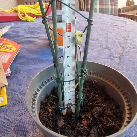 Runtz ♡ growlog timeline photo