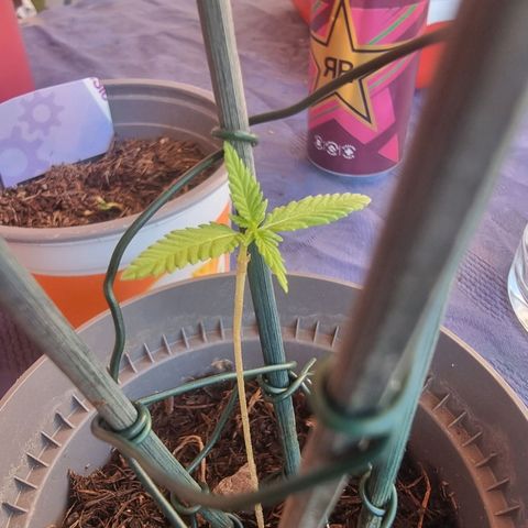 Runtz ♡ growlog timeline photo