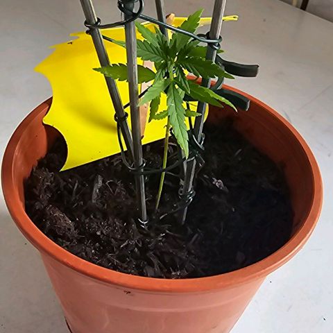 Runtz ♡ growlog timeline photo