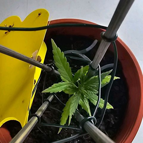 Runtz ♡ growlog timeline photo