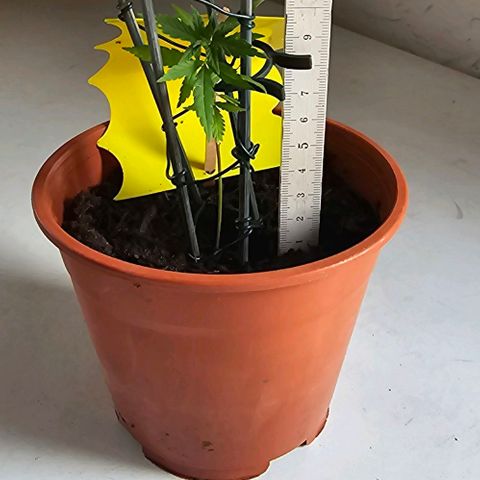 Runtz ♡ growlog timeline photo