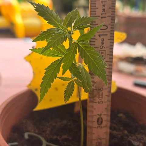 Runtz ♡ growlog timeline photo