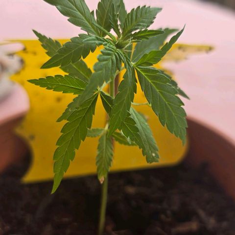 Runtz ♡ growlog timeline photo