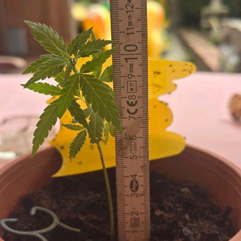 Runtz ♡ growlog timeline photo
