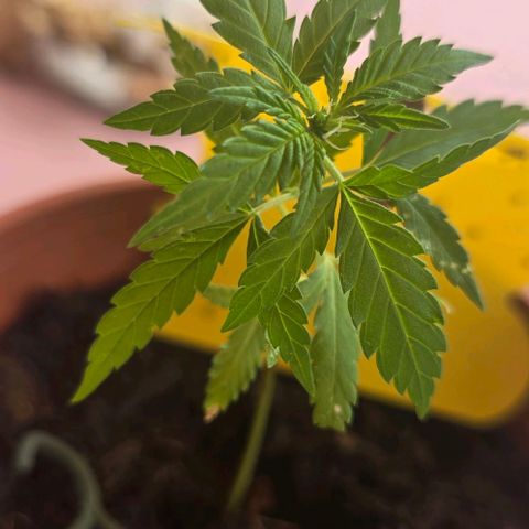 Runtz ♡ growlog timeline photo