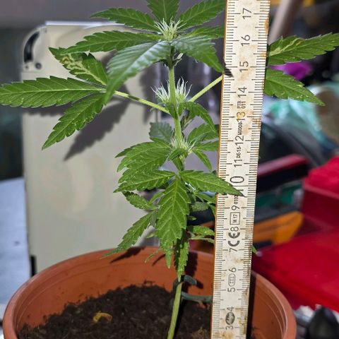 Runtz ♡ growlog timeline photo