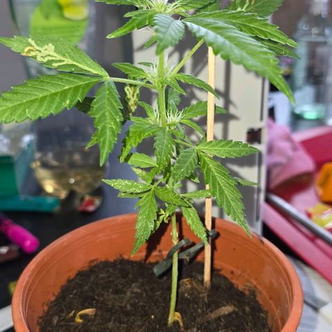 Runtz ♡ growlog timeline photo