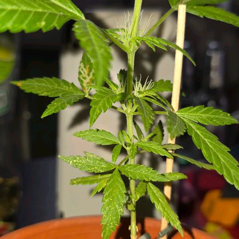 Runtz ♡ growlog timeline photo