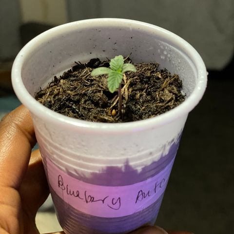 Blueberry Auto growlog timeline photo