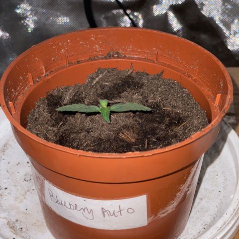 Blueberry Auto growlog timeline photo