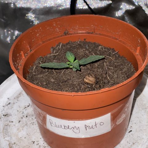 Blueberry Auto growlog timeline photo