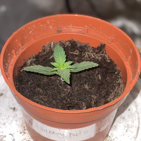 Blueberry Auto growlog timeline photo