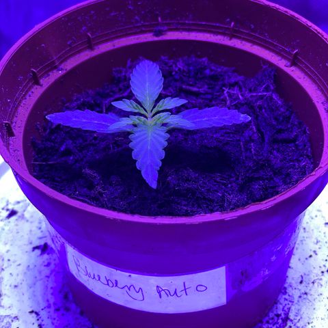 Blueberry Auto growlog timeline photo