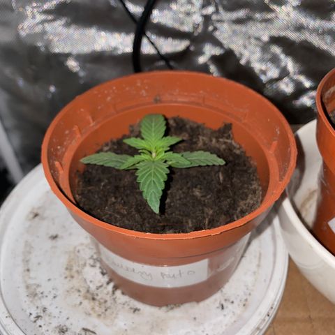 Blueberry Auto growlog timeline photo