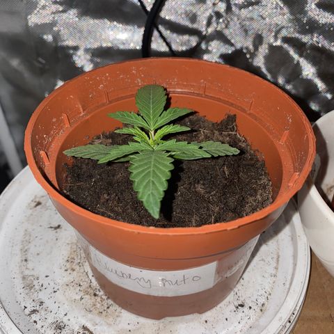 Blueberry Auto growlog timeline photo