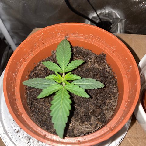 Blueberry Auto growlog timeline photo