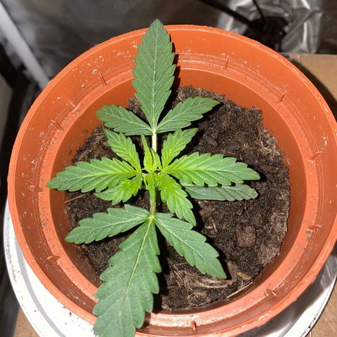 Blueberry Auto growlog timeline photo