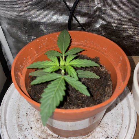 Blueberry Auto growlog timeline photo