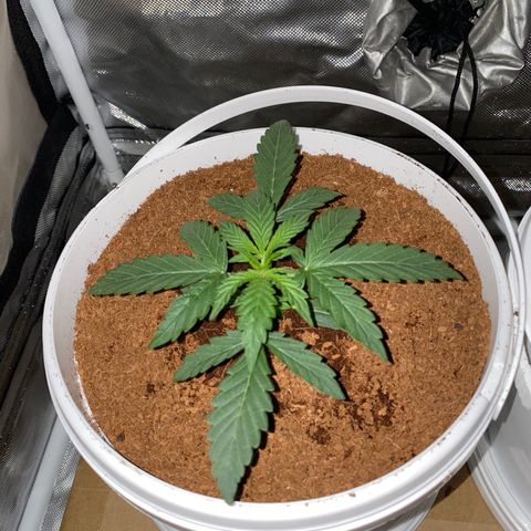 Blueberry Auto growlog timeline photo