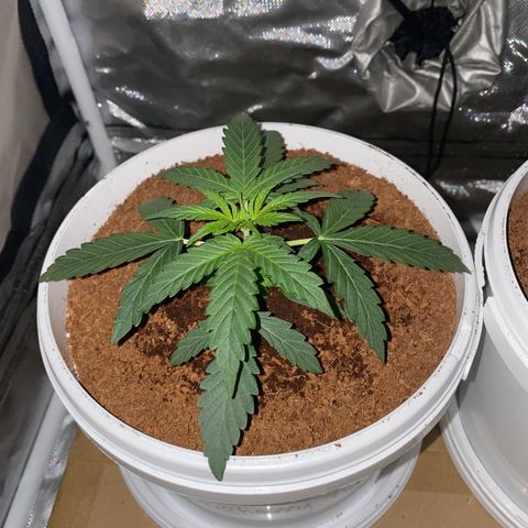 Blueberry Auto growlog timeline photo