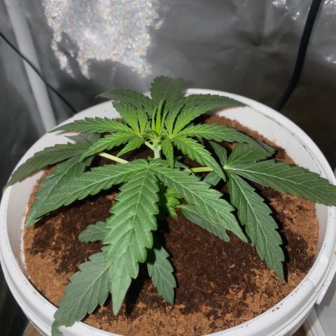 Blueberry Auto growlog timeline photo